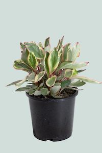 Peperomia clusiifolia 'Tricolour' - 1L / 14cm / Small