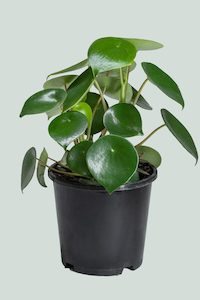 Peperomia: Raindrop - Peperomia polybotrya - 1L / 14cm / Small