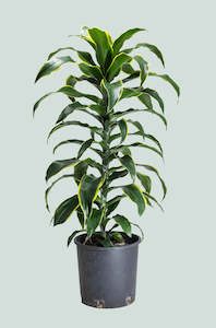 Dorado - Dracaena fragrans - 10L / 25cm / Large