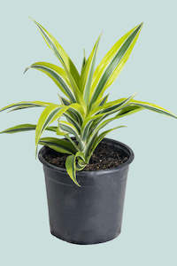 Dracaena Cordyline: Lemon Lime Dracaena - 2.5L / 17cm / Medium