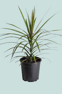 Dracaena Cordyline: Dragon Tree - Dracaena marginata - 2L / 17cm / Medium