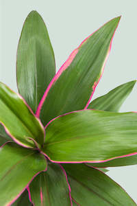 Pink Edge - Cordyline fruticosa - 1L / 14cm / Small