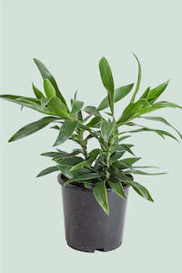Dracaena reflexa - 1L / 14cm / Small