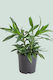 Dracaena reflexa - 1L / 14cm / Small