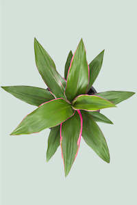 Dracaena Cordyline: Pink Edge - Cordyline fruticosa - 2L / 17cm / Medium