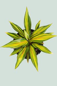 Celestial Dawn - Cordyline fruticosa - 1.3L / 14cm / Small
