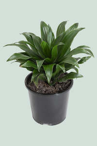 Dracaena compacta - 1L / 14cm / Small