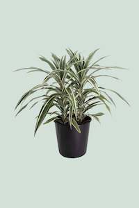 Warneckii - Dracaena fragrans - 10L / 25cm / Large