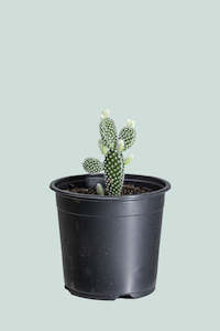Succulents: Bunny Ears Cactus - Opuntia microdasys - 1L / 14cm / Small