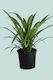 Green Spider Plant - Chlorophytum comosum - 1L / 14cm / Small