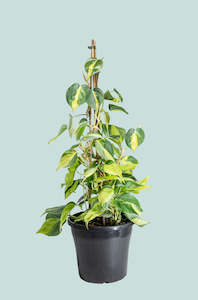 Hanging Trailing Plants: Brazil - Philodendron hederaceum - 10L / 25cm / Large
