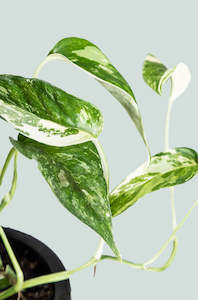 Hanging Trailing Plants: Variegated Epipremnum pinnatum - 1L / 14cm / Small