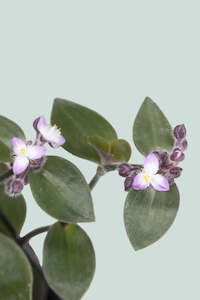Hanging Trailing Plants: Bunny Bellies - Tradescantia chrysophylla - 2.5L / 17cm / Medium