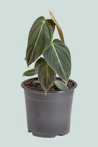 Hanging Trailing Plants: Black Gold - Philodendron melanochrysum - 1L / 14cm / Small