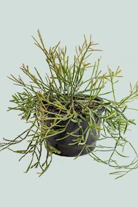 Hanging Trailing Plants: Mistletoe Cactus - Rhipsalis ewaldiana - 2L / 17cm / Medium