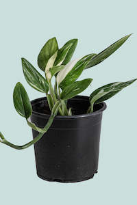 Variegated Monstera standleyana - 1L / 14cm / Small