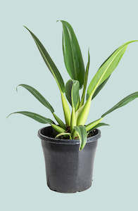 Climbing Plants: Fat Boy - Philodendron martianum  - 10L / 25cm / Large