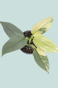 Climbing Plants: Variegated Silver Sword - Philodendron hastatum - 1L / 14cm / Small