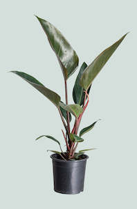 Philodendron: Red Congo - Philodendron selloum - 1.3L / 14cm / Small