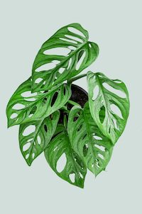 Monstera: Monstera adansonii - Monkey Mask (Round Form) - 1L / 14cm / Small