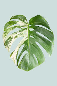 Variegated Monstera deliciosa albo variegata - 2.5L / 17cm / Medium