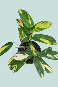Ctenanthe marantifolia 'Golden Mosaic' - 2.5L / 17cm / Medium