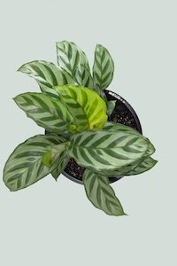 Marantaceae: Calathea 'Freddy' - 1L / 14cm / Small