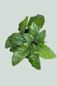 Marantaceae: Calathea musaica 'Network - 1L / 14cm / Small