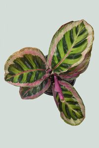 Marantaceae: Calathea 'Angela' - 1L / 14cm / Small