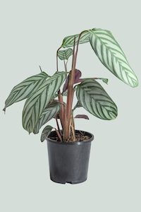 Marantaceae: Ctenanthe oppenheimiana - 1L / 14cm / Small