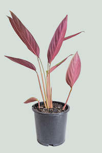 Marantaceae: Stromanthe sanguinea  - 2.5L / 17cm / Medium