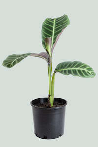 Marantaceae: Calathea zebrina  - 2.5L / 17cm / Medium