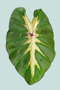 Medium Plants: Colocasia esculenta 'White Lava' 2.5l / 17cm / Medium Plant
