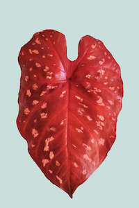 Small Plants: Caladium 'Burning Heart' - 14cm / 1L / Small Plant