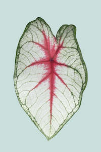 Small Plants: Caladium 'Fiesta' - 14cm / 1L / Small Plant