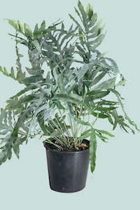 Ferns: Blue Star Fern - Phlebodium aureum - 10L / 25cm / Large