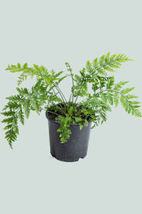 Ferns: Hen & Chicken Fern (NZ Native) - Asplenium bulbiferum - 1L / 14cm / Small