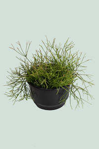 Jungle Cacti: Old Man's Beard - Rhipsalis capilliformis - 2L / 17cm / Medium