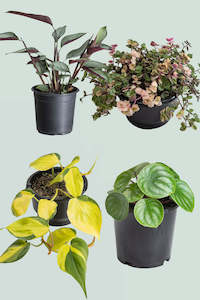 Houseplant Bundles: The Inbetweeners Bundle  - Free North Island Shipping