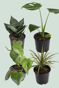 Houseplant Bundles: Kickstarter Bundle - Free North Island Shipping