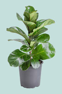 Medium Plants: Dwarf Fiddle Leaf Fig - Bambino - Ficus lyrata - 2.5L / 17cm / Medium