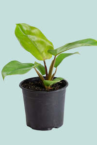 Medium Plants: Jungle Fever - Philodendron giganteum- 14cm / 1.3L / Small
