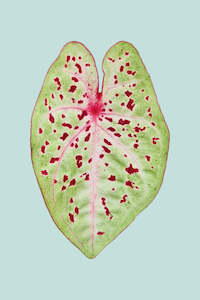 Caladium 'Miss Muffet' - 14cm / 1L / Small Plant
