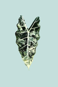 Small Plants: Variegated Alocasia Frydek - 14cm / 1L / Small Plant