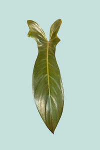 Small Plants: Florida Bronze  - Philodendron hybrid squamiferum X pedatum - 1L / 14cm / Small