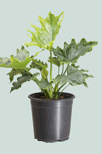 Robert Bird Collection: Philodendron selloum - Split leaf - 17cm / 2.5L / Medium