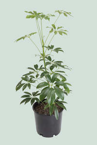 Dwarf Umbrella Tree - Schefflera arboricola - 2.5L / 17cm / Medium