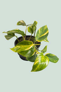 Gold Pothos - Epipremnum aureum - 1L / 14cm / Small