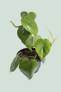 Robert Bird Collection: Heart Leaf - Philodendron hederaceum - 1L / 14cm / Small