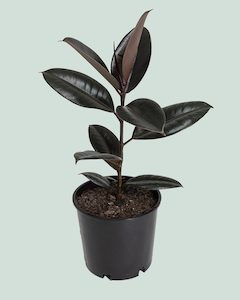 Robert Bird Collection: Black Knight Rubber Tree - Ficus elastica - 2.5L / 17cm / Medium